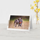 Xoloitzcuintle Puppies Wenskaart Kaart (Gele Bloem)