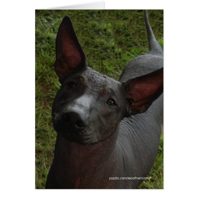 Xoloitzcuintli (Voorkant)