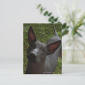Xoloitzcuintli Briefkaart (Staand voorkant)