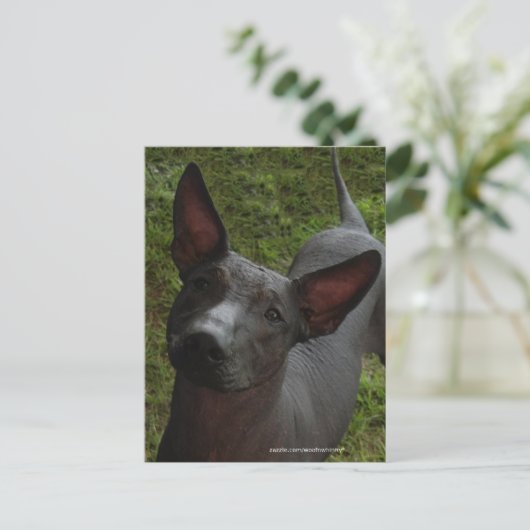 Xoloitzcuintli Briefkaart (Staand voorkant)