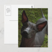 Xoloitzcuintli Briefkaart (Voorkant / Achterkant)