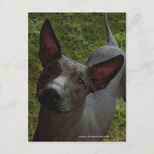 Xoloitzcuintli Briefkaart