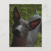 Xoloitzcuintli Briefkaart (Voorkant)