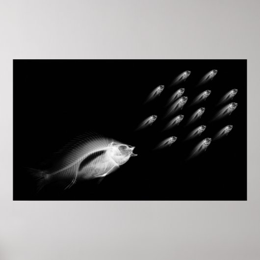 XRAY FISH CHASE BLACK GRAY POSTER (Voorkant)