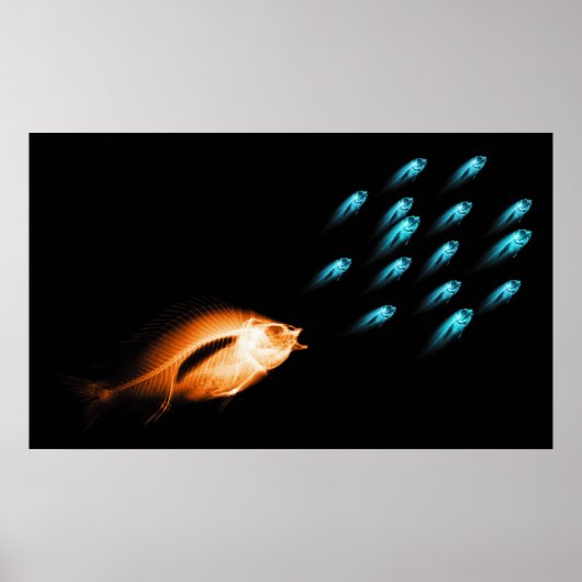 XRAY FISH CHASE BLACK ORIGINAL POSTER (Voorkant)