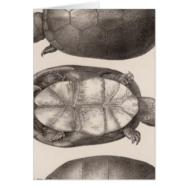 XVI Cinosternum henrici (Voorkant)
