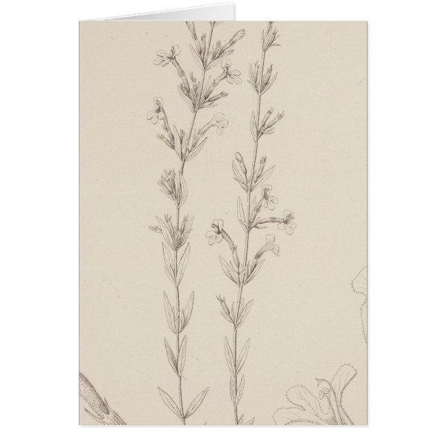 XVII Hedeoma hyssopieolia (Voorkant)