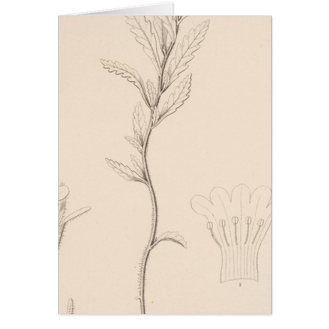 XVIII Nama rothrockii (Voorkant)