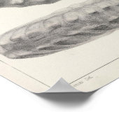 XX Cretacous Poster (Hoek)