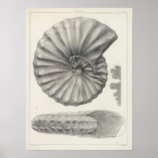 XX Cretacous Poster (Voorkant)