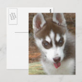 XX- Cute Siberian Husky Puppy Dog Briefkaart (Voorkant / Achterkant)