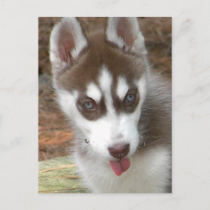 XX- Cute Siberian Husky Puppy Dog Briefkaart