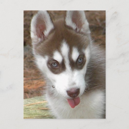 XX- Cute Siberian Husky Puppy Dog Briefkaart (Voorkant)