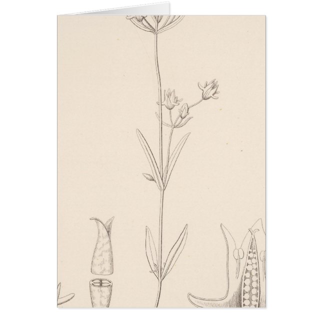 XXI Halenia rothrockii (Voorkant)