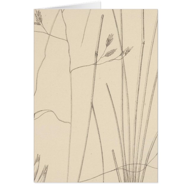 XXIX Festuca thurberi (Voorkant)