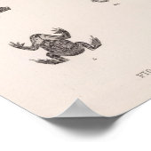 XXV Rana, Bufo, Spea Poster (Hoek)