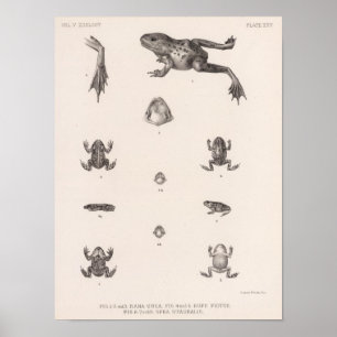 XXV Rana, Bufo, Spea Poster