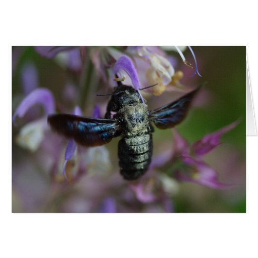 Xylocopiris (Voorkant Horizontaal)