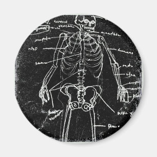 yaie tokyo human skeleton anatomy magneet