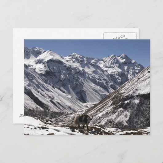 Yak bij Mt. Jhomolari, Jangothang Jigme Dorji Briefkaart (Voorkant / Achterkant)