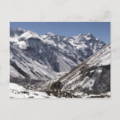 Yak bij Mt. Jhomolari, Jangothang Jigme Dorji Briefkaart (Voorkant)