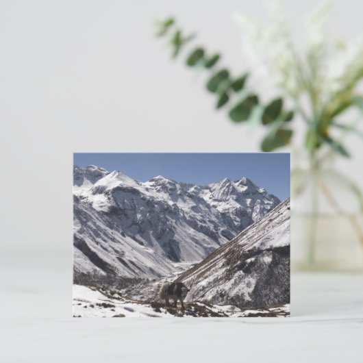 Yak bij Mt. Jhomolari, Jangothang Jigme Dorji Briefkaart (Staand voorkant)