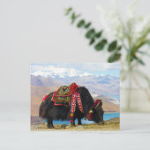 Yak Bos Grunniens bij het meer van Yamdrok Tibet Briefkaart (Staand voorkant)