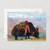 Yak Bos Grunniens bij het meer van Yamdrok Tibet Briefkaart (Voorkant / Achterkant)