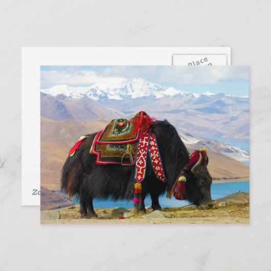 Yak Bos Grunniens bij het meer van Yamdrok Tibet Briefkaart (Voorkant / Achterkant)