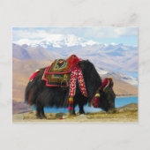 Yak Bos Grunniens bij het meer van Yamdrok Tibet Briefkaart (Voorkant)