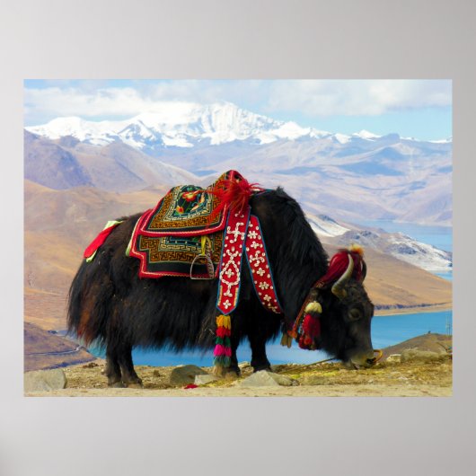 Yak Bos Grunniens bij het meer van Yamdrok Tibet Poster (Voorkant)