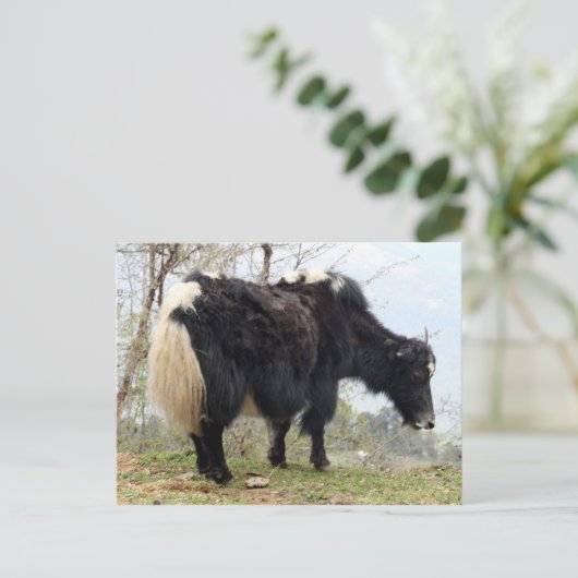 yak briefkaart (Staand voorkant)