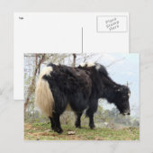 yak briefkaart (Voorkant / Achterkant)