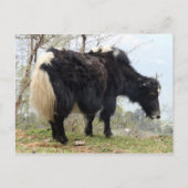 yak briefkaart (Voorkant)