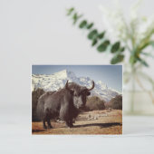 Yak Briefkaart (Staand voorkant)