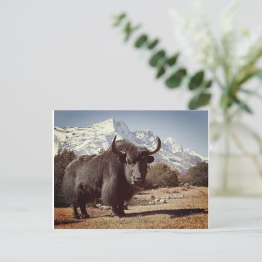 Yak Briefkaart (Staand voorkant)