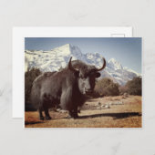 Yak Briefkaart (Voorkant / Achterkant)