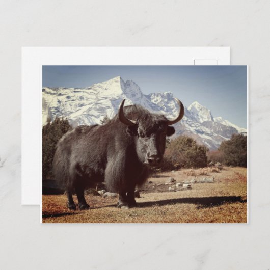 Yak Briefkaart (Voorkant / Achterkant)