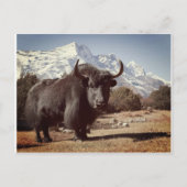 Yak Briefkaart (Voorkant)