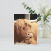 Yak Briefkaart (Staand voorkant)