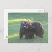 Yak Briefkaart (Voorkant / Achterkant)