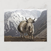 Yak in Nepal Briefkaart (Voorkant)