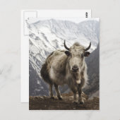 Yak in Nepal Briefkaart (Voorkant / Achterkant)