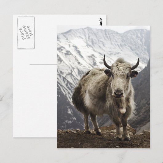 Yak in Nepal Briefkaart (Voorkant / Achterkant)