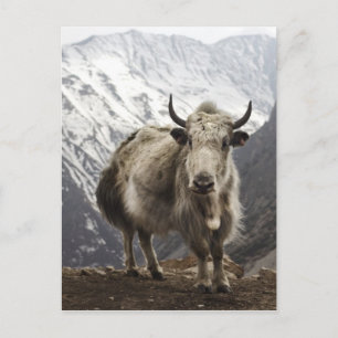 Yak in Nepal Briefkaart
