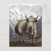 Yak in Nepal Briefkaart (Voorkant)