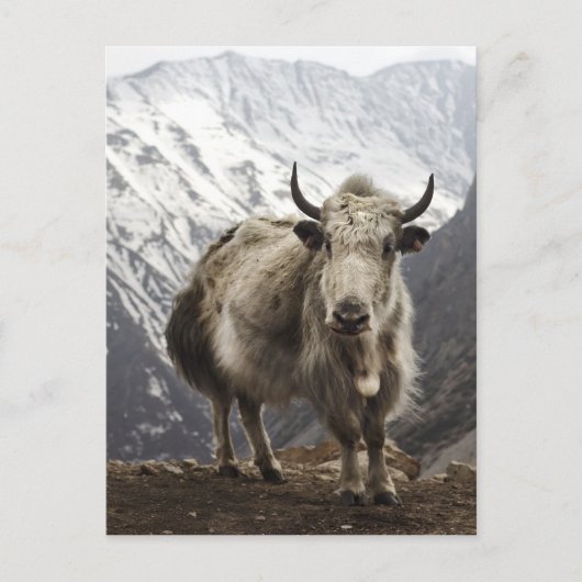 Yak in Nepal Briefkaart (Voorkant)