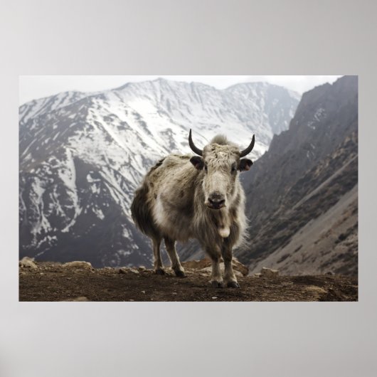 Yak in Nepal Poster (Voorkant)