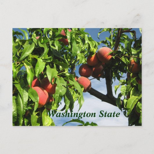 Yakima Valley Peaches, staat Washington. Briefkaart (Voorkant)