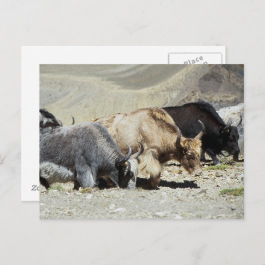 Yaks Briefkaart (Voorkant / Achterkant)